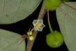 Muscarene Island leaf-flower